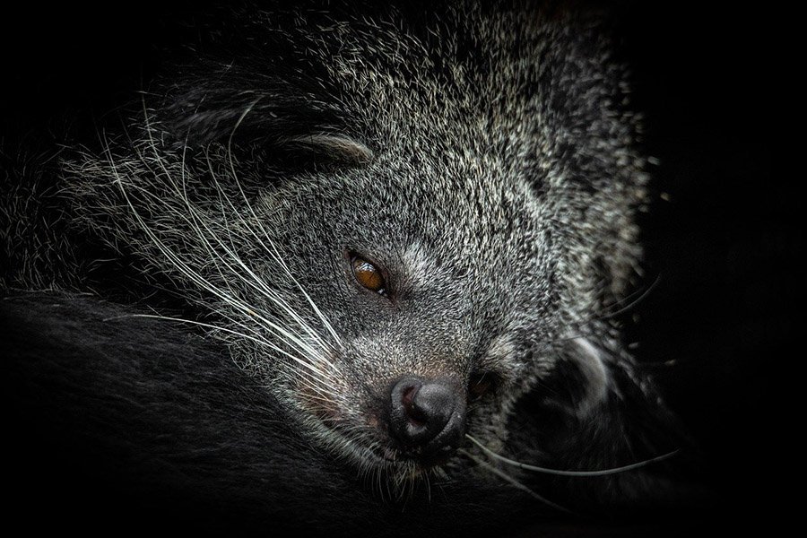 Binturong face