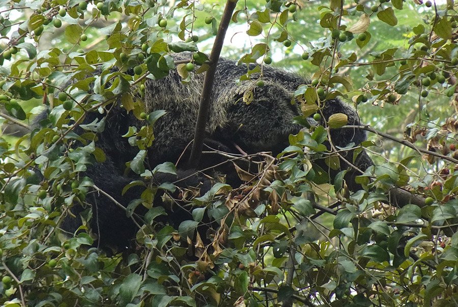 Binturong in a tree