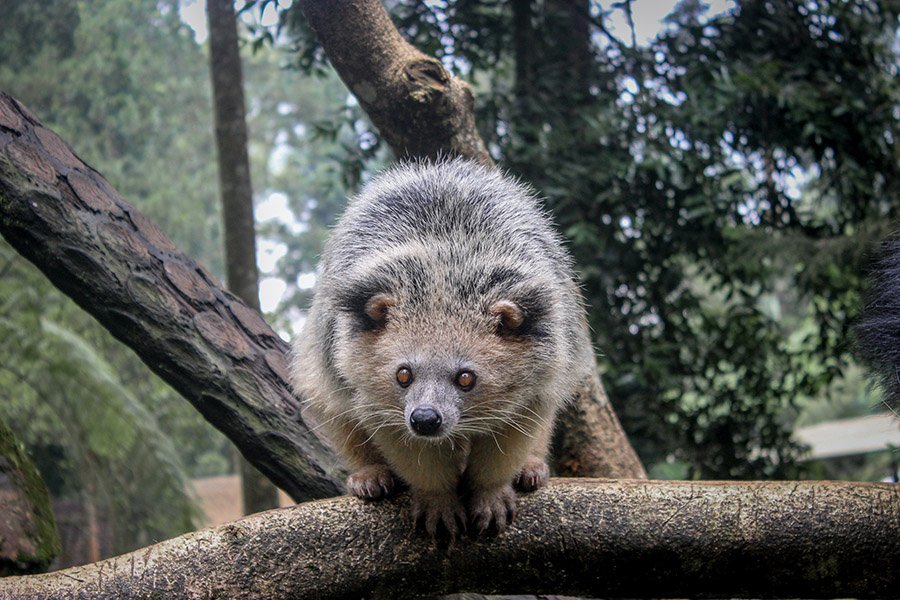 Binturong in a zoo