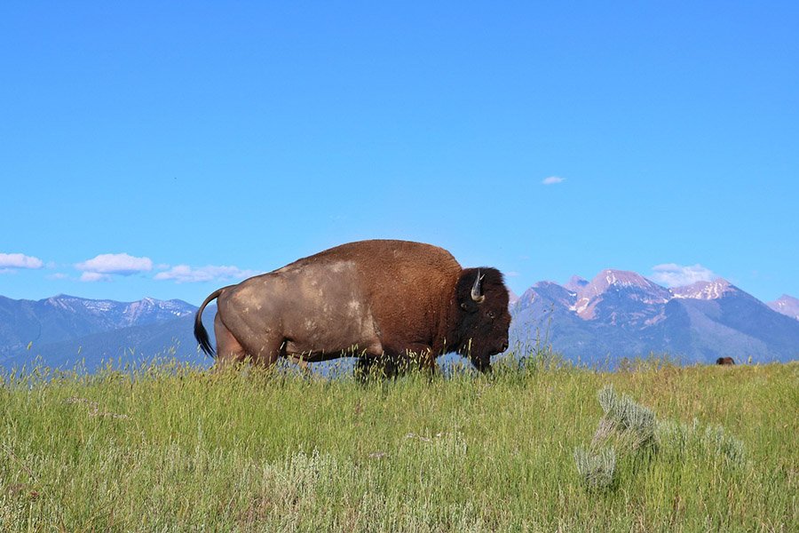 Bison in Montana