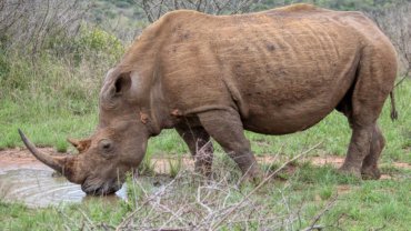 Black rhino sheet - Hero