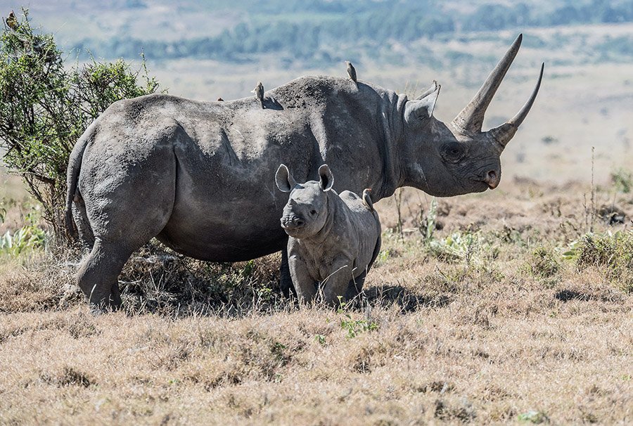 Black rhino with baby