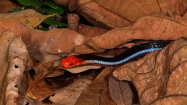 Blue Malayan Coral Snake - Hero