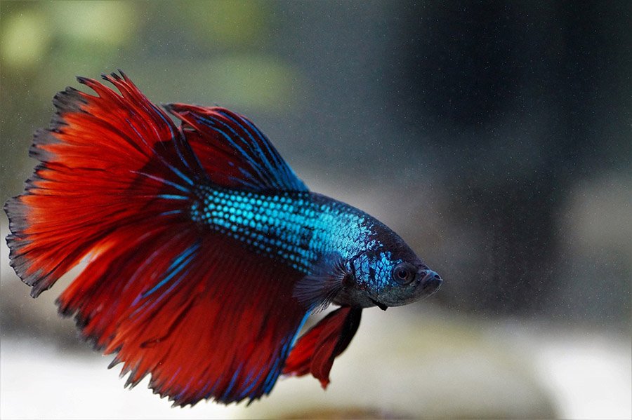 Blue and red male Betta fish