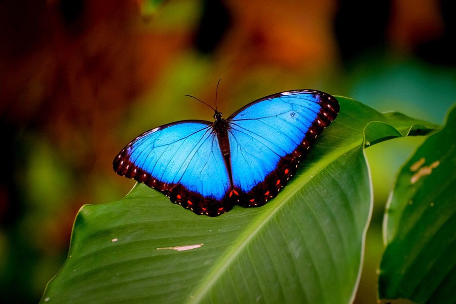 Blue morpho