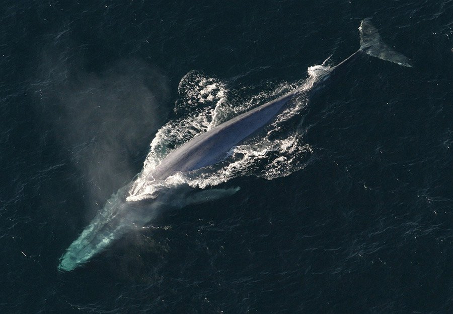 Blue whale aerial view