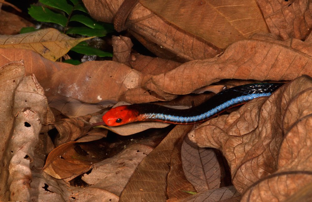 Blue_Malayan_Coral_Snake_from_Singapore