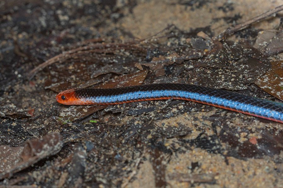 Blue_Malayan_coral_snake