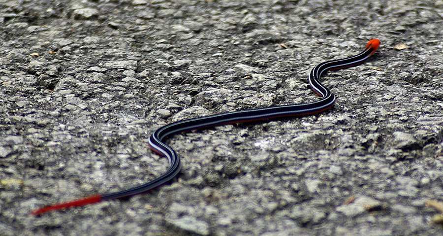 Blue_Malayan_coral_snake_in_Sarawak