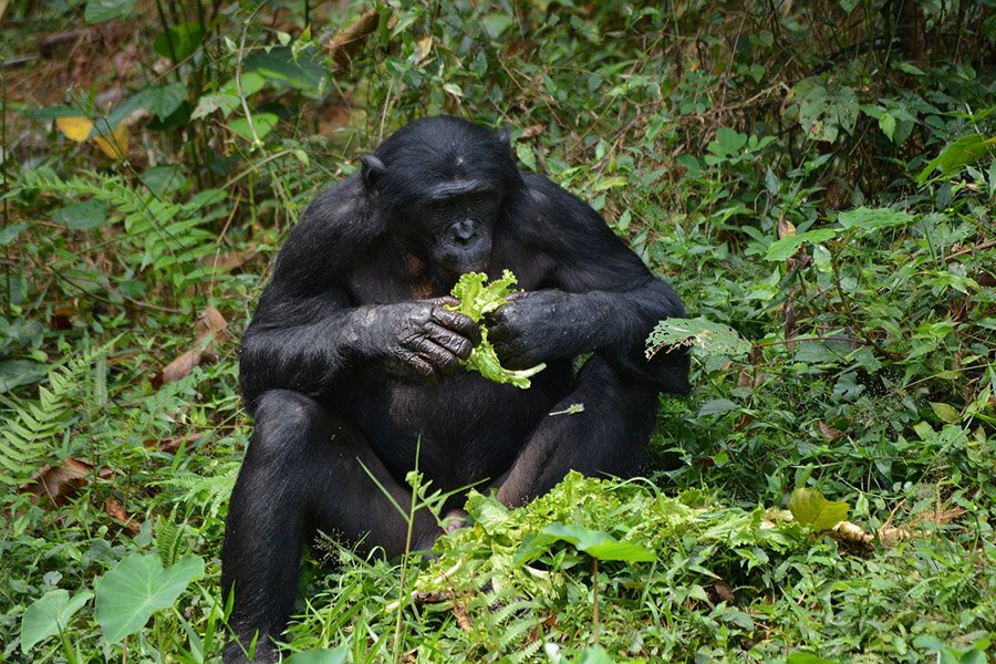 Bonobo eating