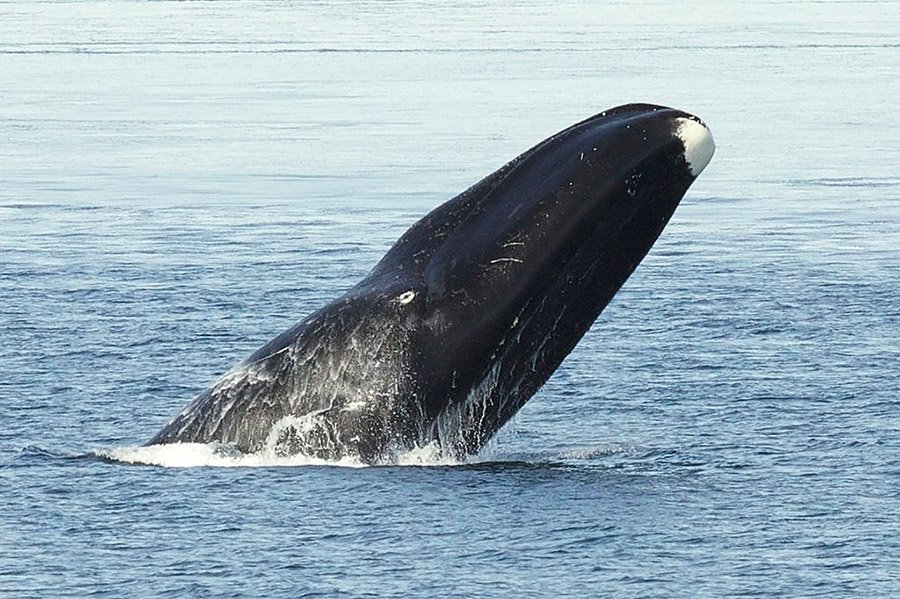 Bowhead whale