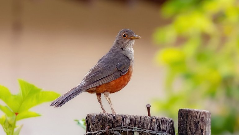 Brazil Rufous-Bellied Thrush - Hero