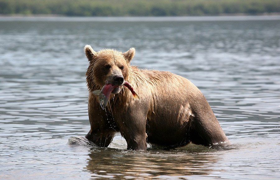 Brown bear eating salmon