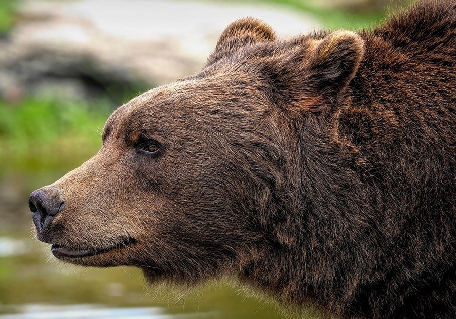 Brown bear face