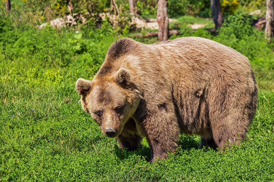 Brown bear on grass