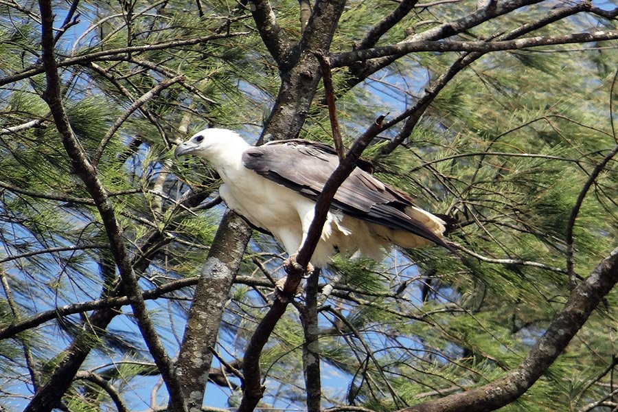 Brunei White-Bellied Sea Eagle