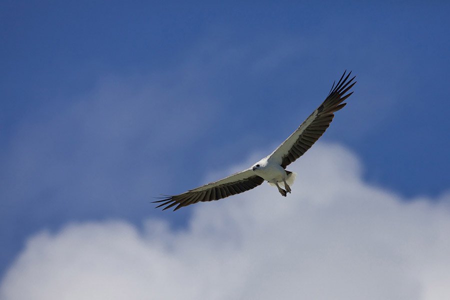 Brunei White-Bellied Sea Eagle