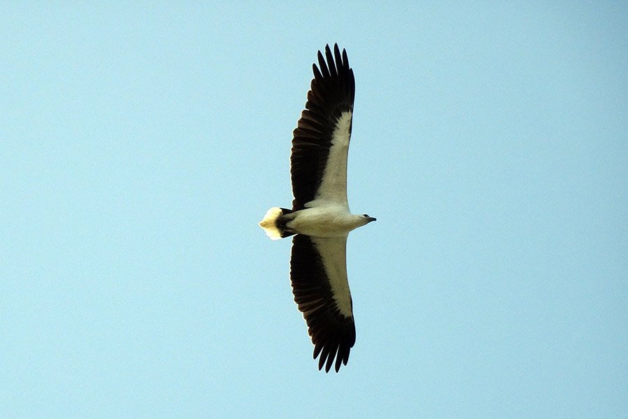 Brunei White-Bellied Sea Eagle