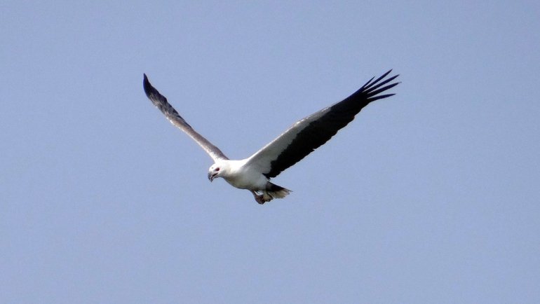 Brunei White-Bellied Sea Eagle