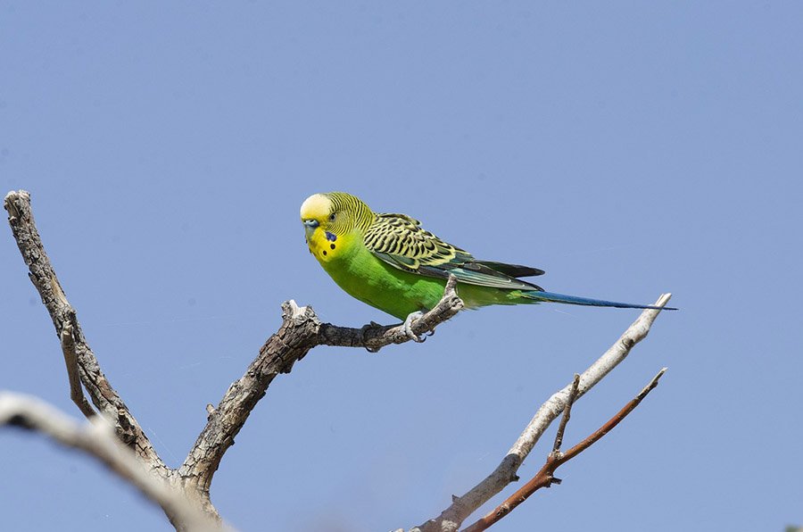 Budgerigar on a tree