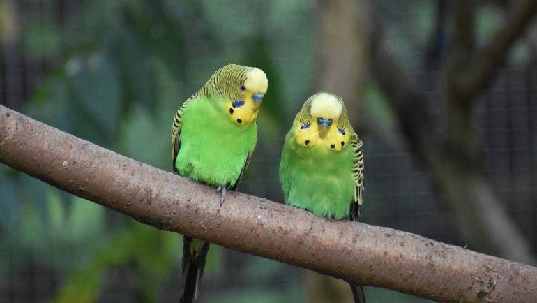 Budgerigar sheet - Hero