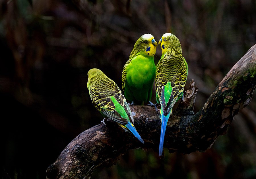 Budgerigars in habitat