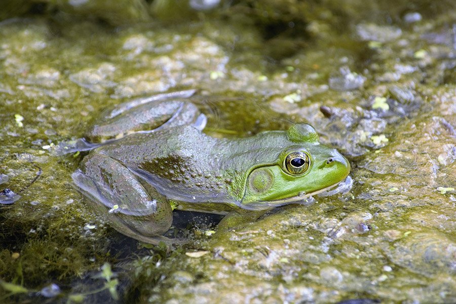 Bullfrog closeup