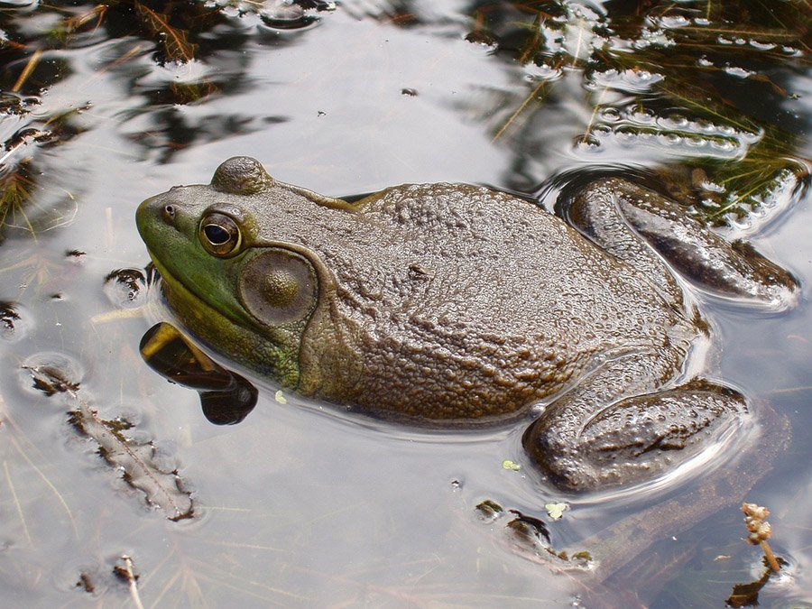 Bullfrog in a pond