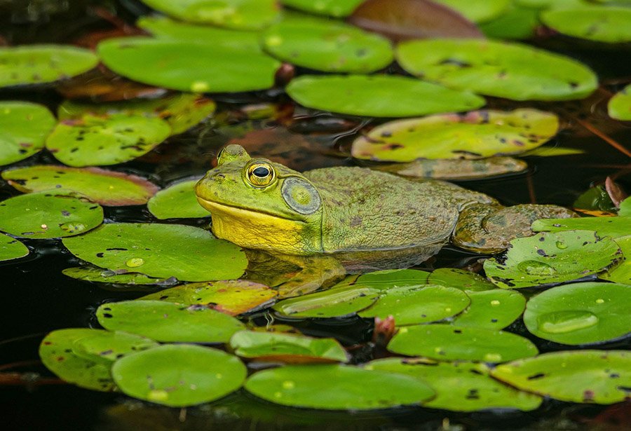 Bullfrog in floating plants