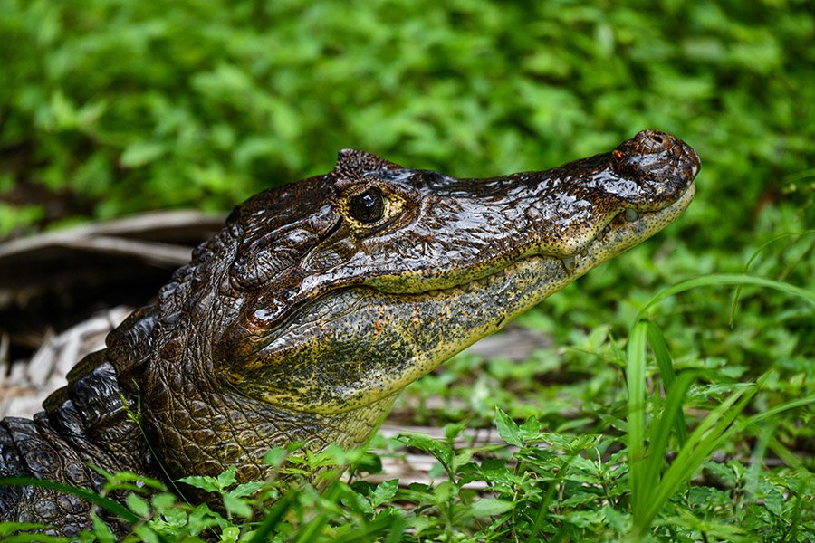 Caiman in Panama