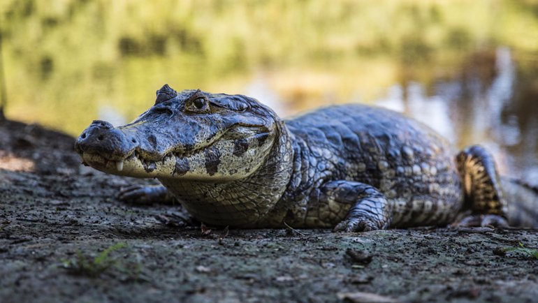 Caiman on a river bank