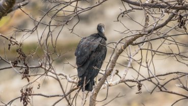 California condor on a bare tree