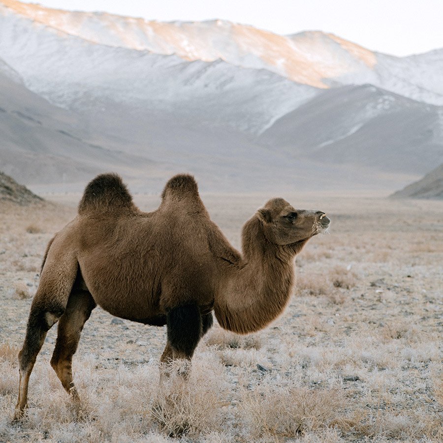 Camel in Mongolia