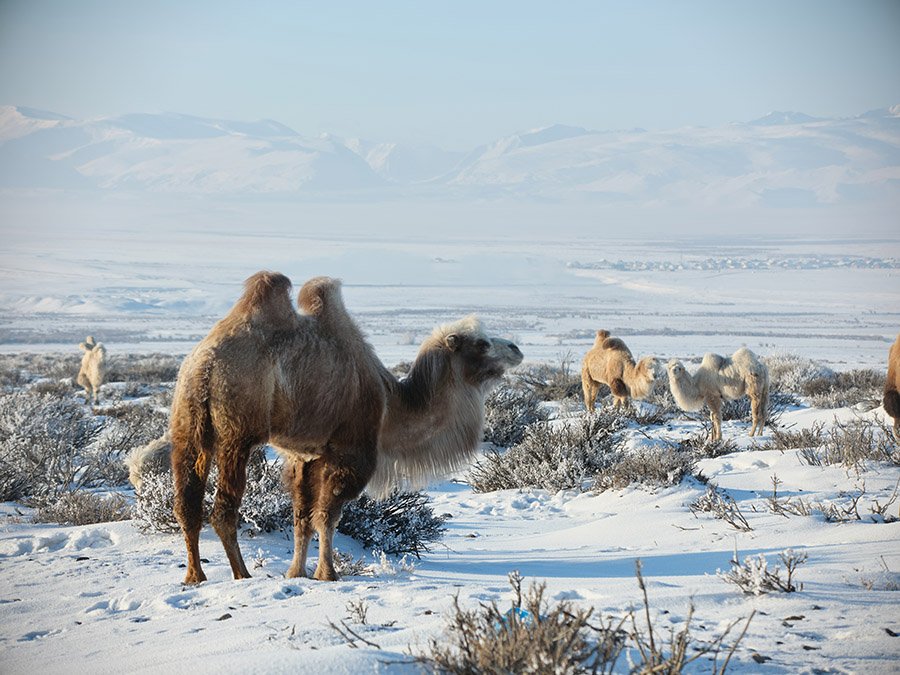 Camels in winter