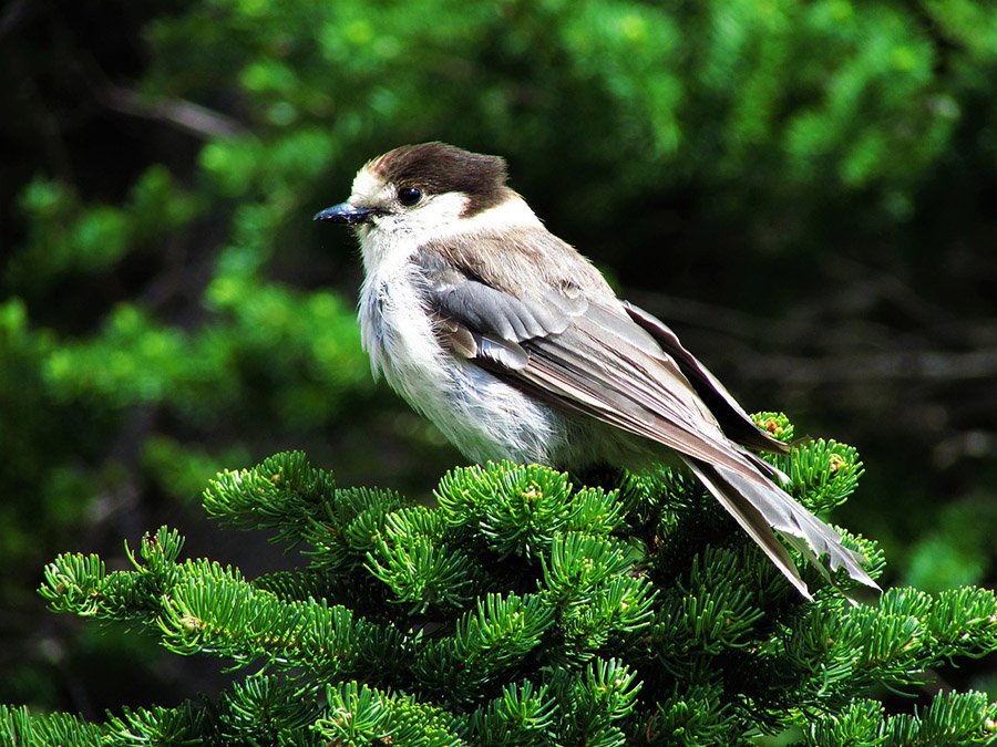 Canada Gray Jay 1