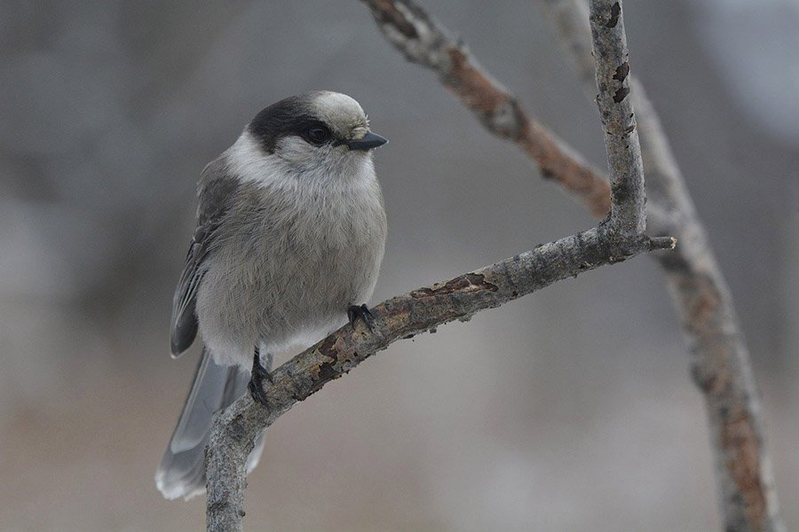 Canada Gray Jay 2