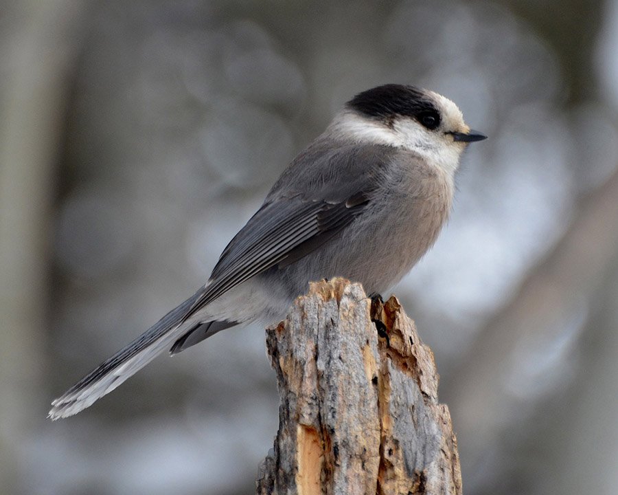 Canada Gray Jay 3