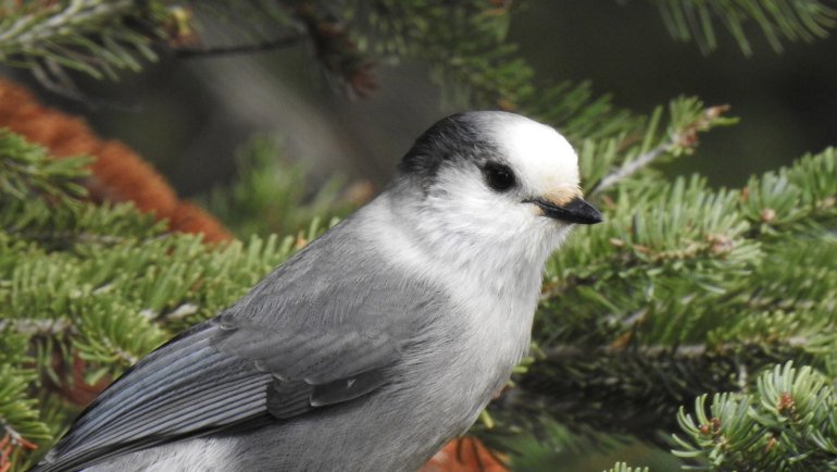 Canada Gray Jay - Hero