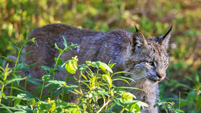 Canada lynx - Hero