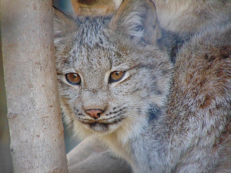 Canada lynx cub