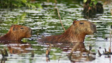 Capybara sheet - Hero