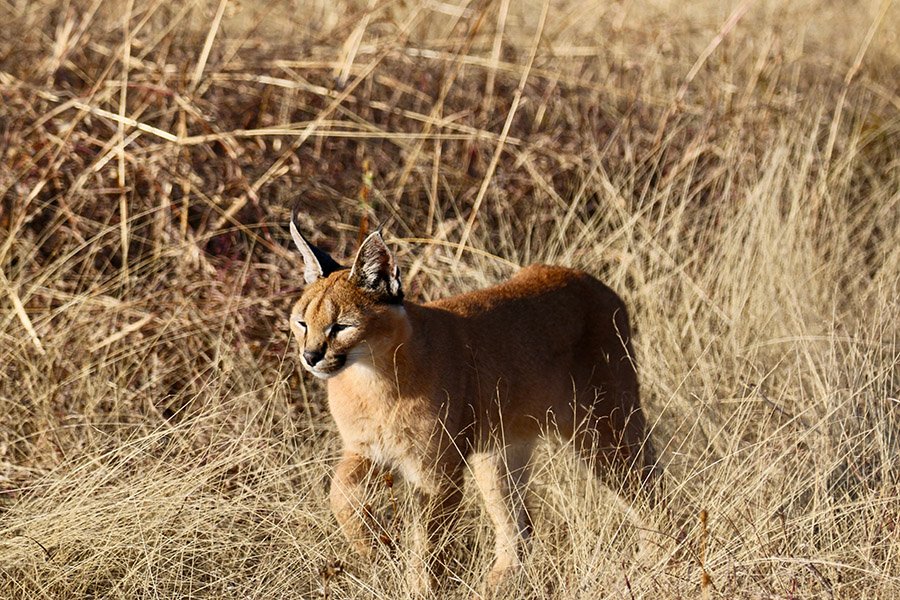 Caracal in the grass