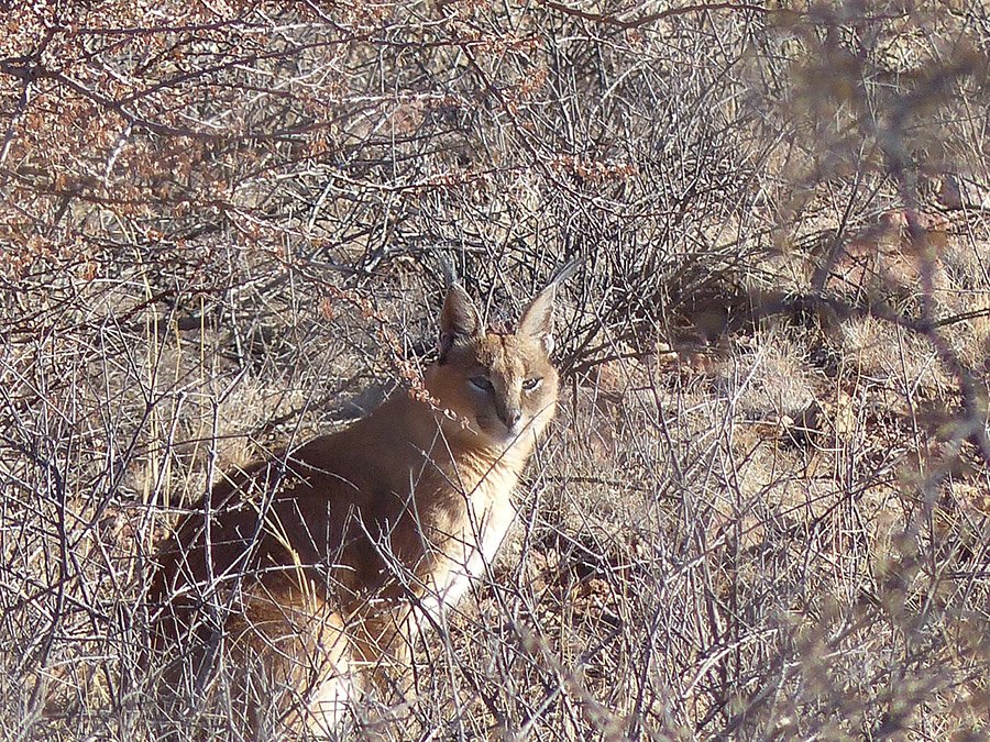 Caracal in the wild