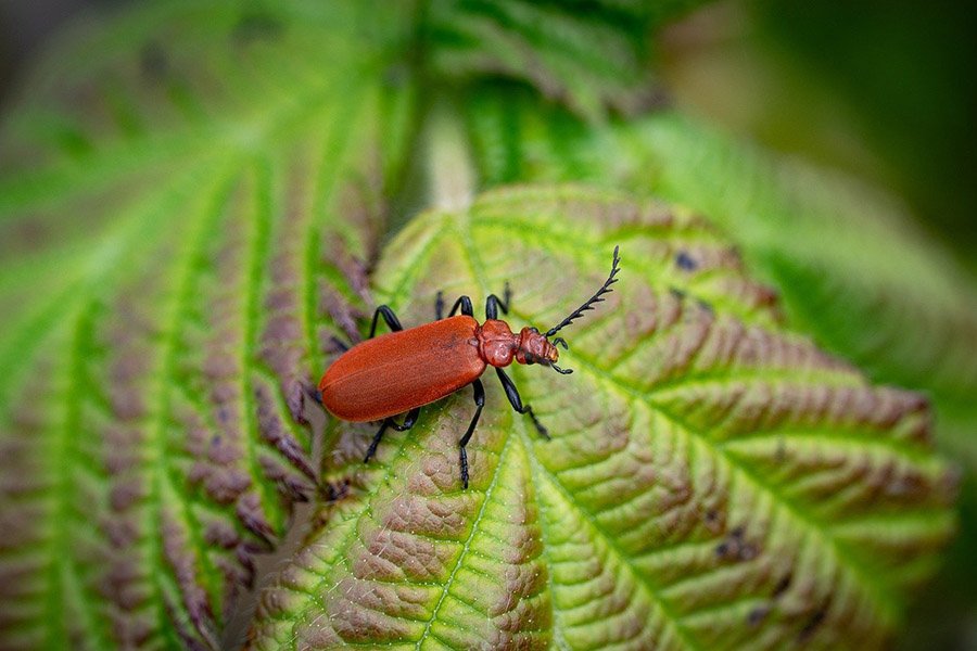 Cardinal beetle