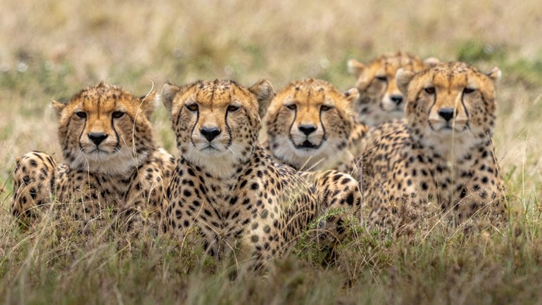 Cheetah Coalition