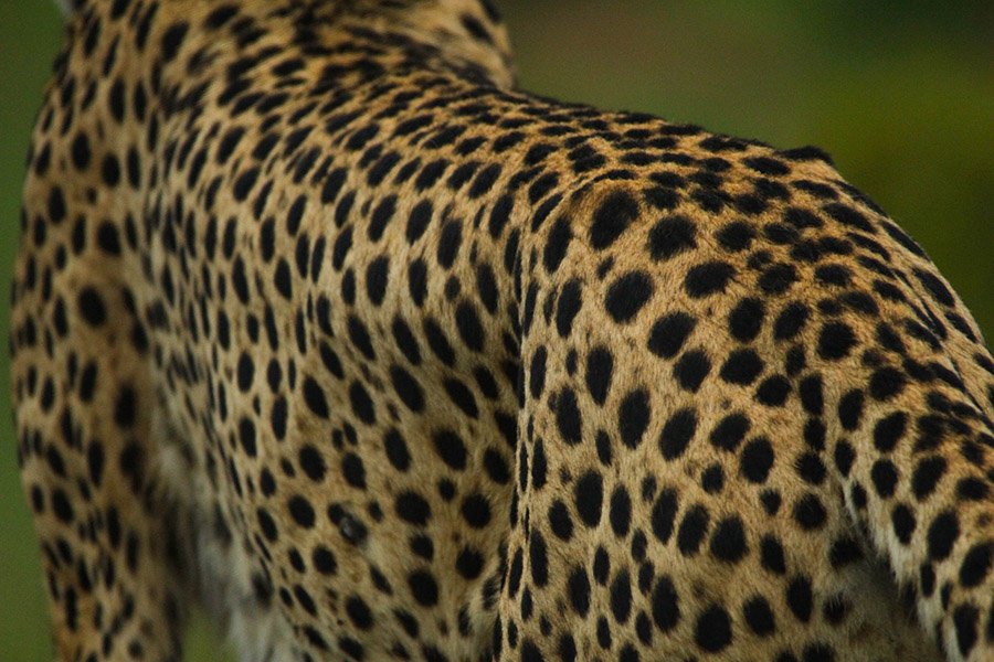 Cheetah and its spotted fur