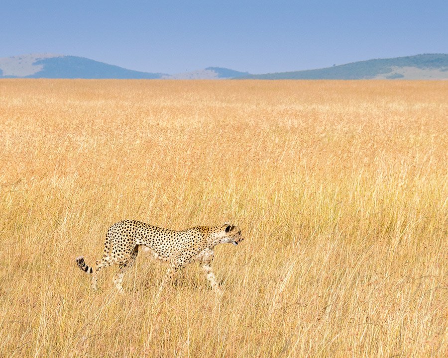 Cheetah camouflaged in yellow grass