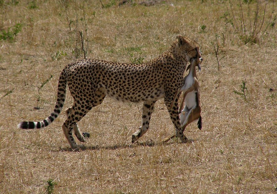 Cheetah carrying a prey