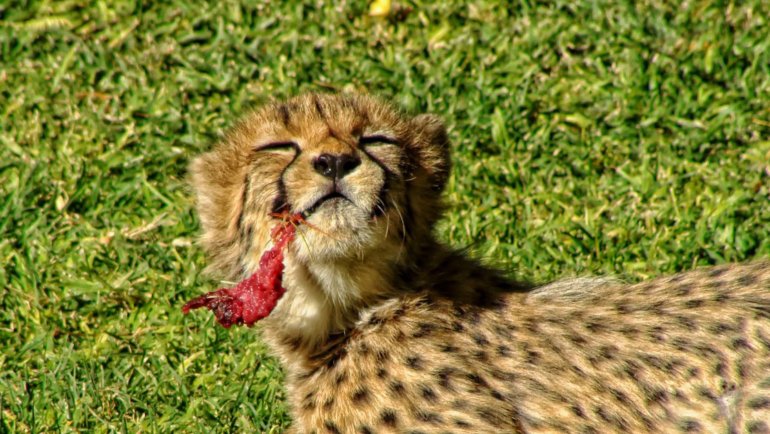 What do cheetah cubs eat - Hero