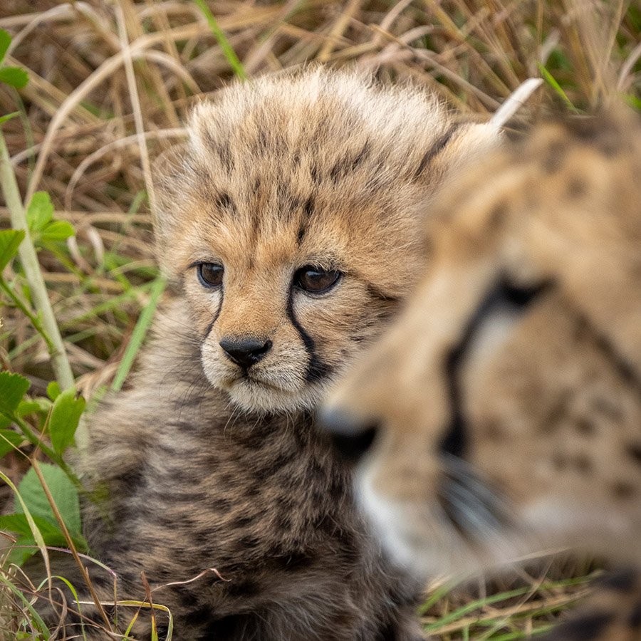 Cheetah cub up close